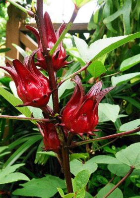  Purple Hibiscus: Un Délice Douloureux de Renaissance et de Rébellion